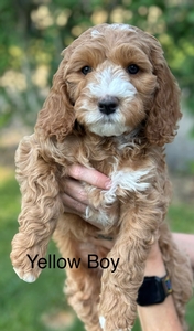 Yellow collar-boy 2025